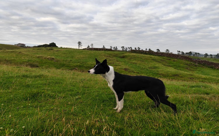 Border Collie dogs - Advert 1