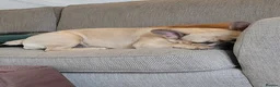 French Bulldog dogs for sale: Adult Fawn Female French Bulldog  - Advert 3