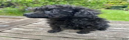 Miniature Poodle dogs for sale: Teeny tiny miniture poodle girl,ready now. - Advert 4