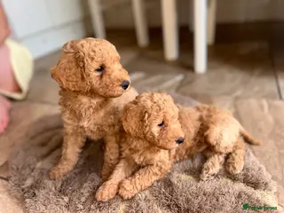 Maltipoo dogs Quality Maltipo’s wanted forever homes - Advert 6