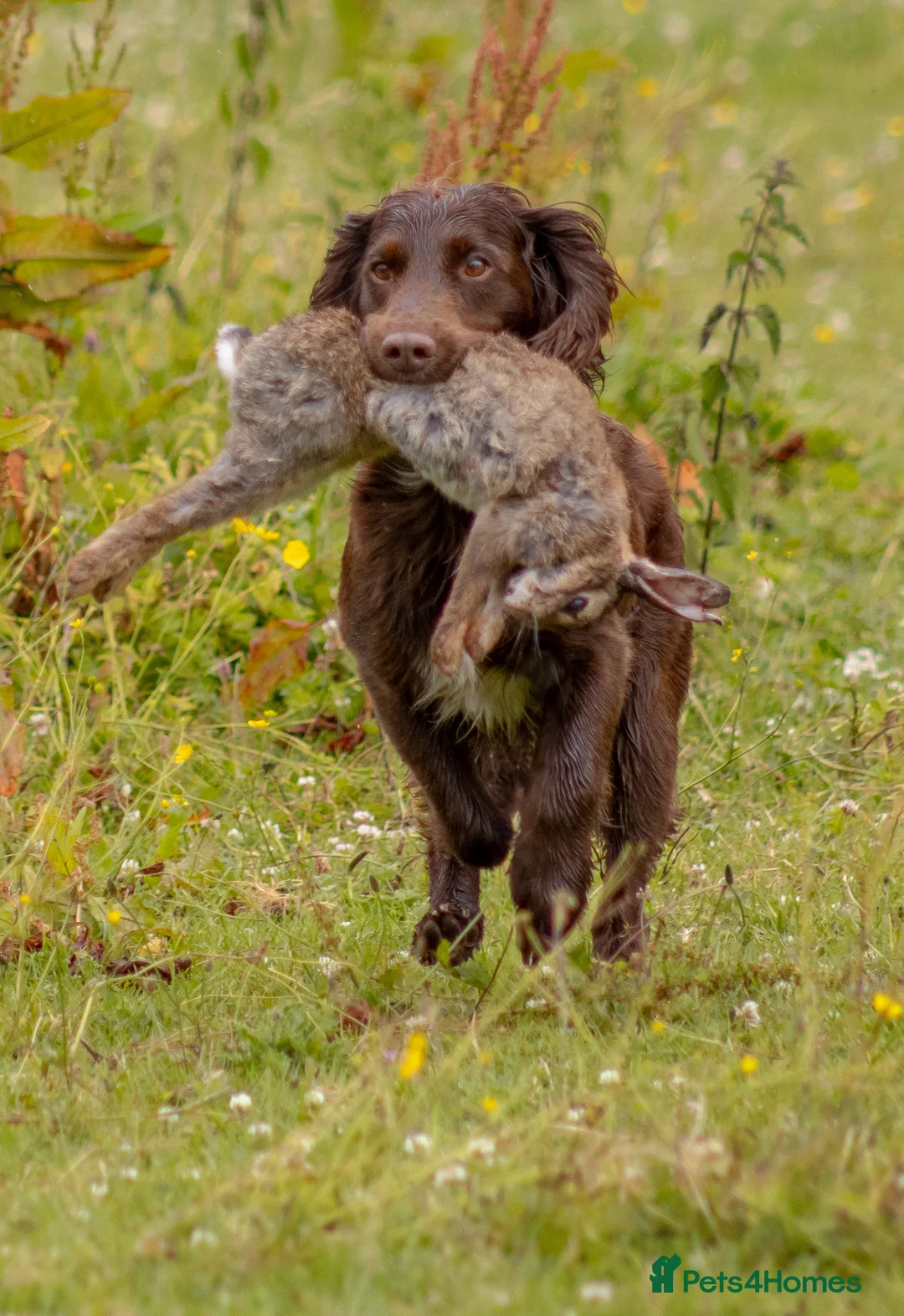 Cocker Spaniel dogs for stud: Cocker spaniel for stud extensively health tested  in Shrewsbury - Advert 3