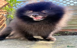 Pomeranian dogs for sale: Beautiful teddy bear( Russian). - Image 11
