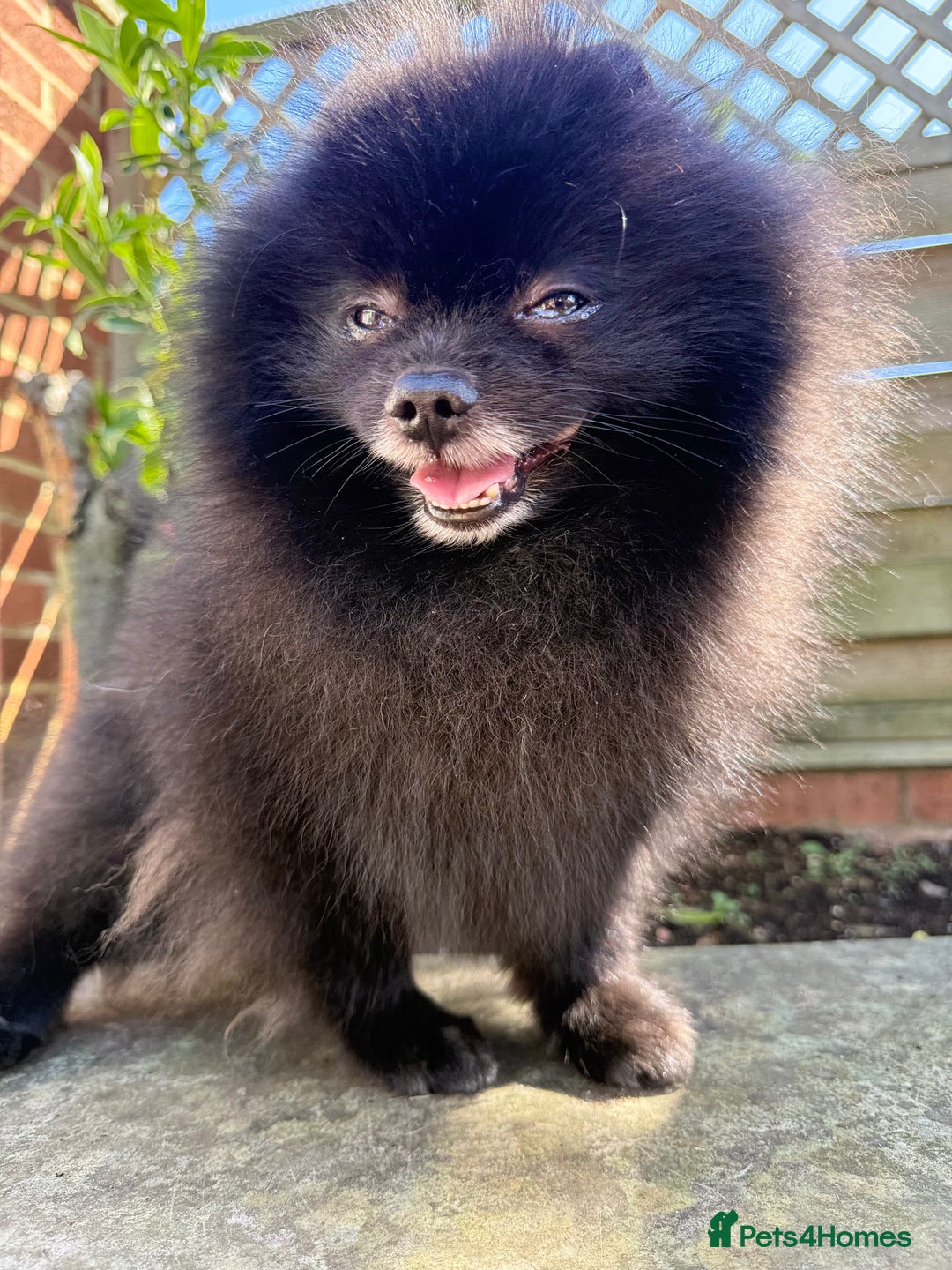 Pomeranian dogs for sale: Beautiful teddy bear( Russian). - Image 11