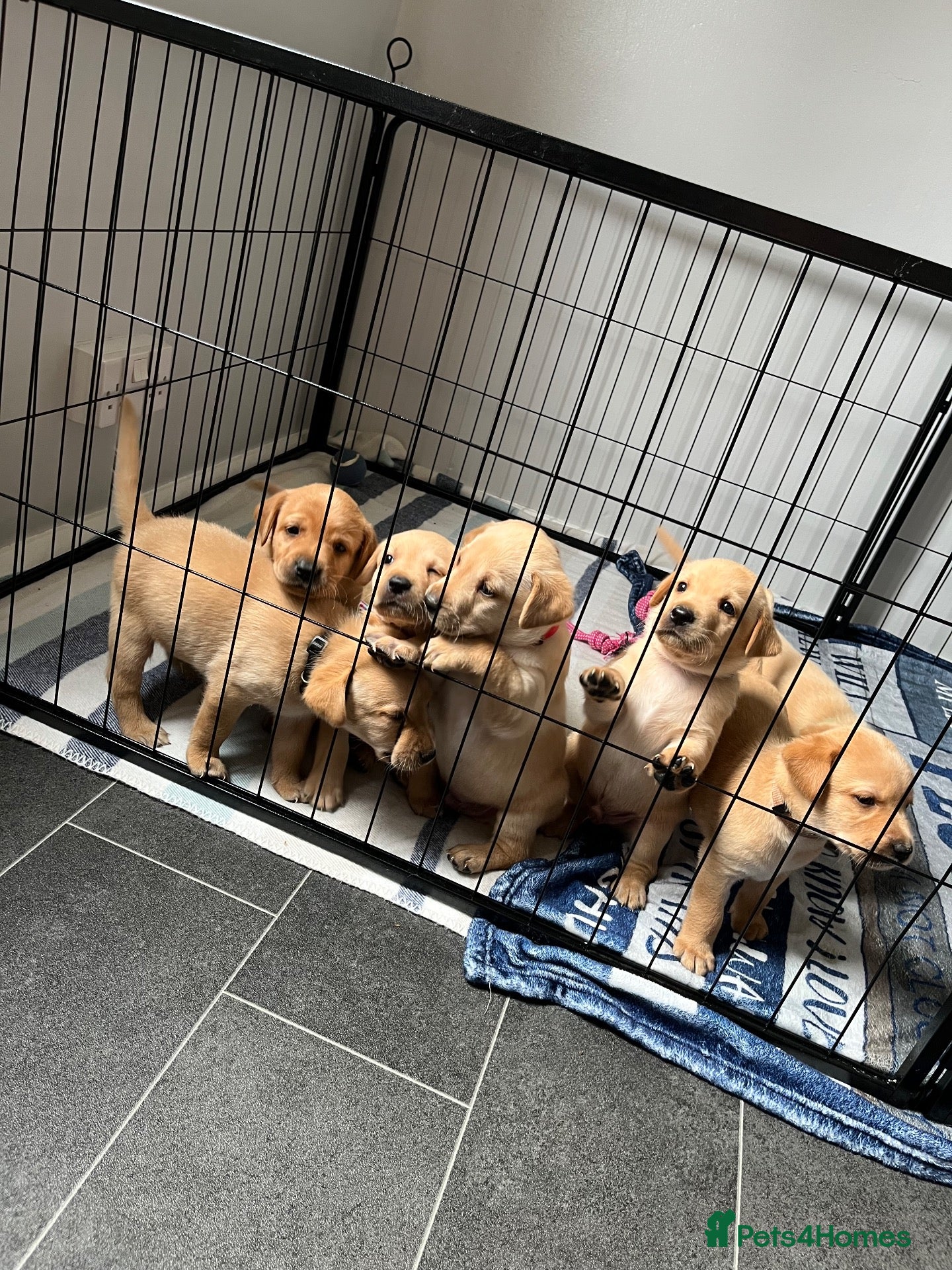 Labrador Retriever dogs Labrador Puppies – 2 Girls & 7 Boys - Advert 14