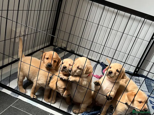 Labrador Retriever dogs for sale: Labrador Puppies – 7 Boys - Advert 4