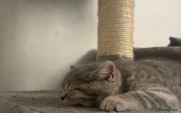 British Shorthair cats for sale: British Shorthair-Blue cream/silver tabby kittens  - Image 5