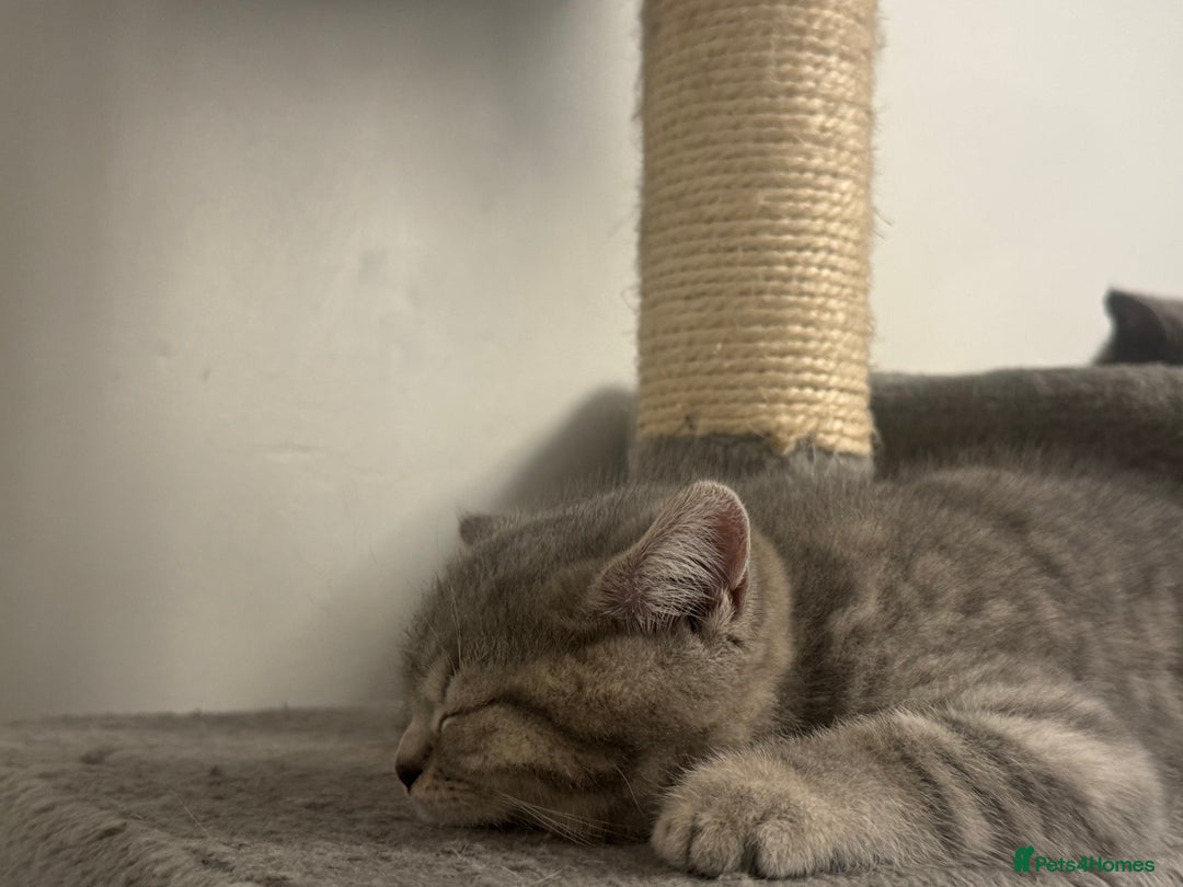British Shorthair cats for sale: British Shorthair-Blue cream/silver tabby kittens  - Image 5