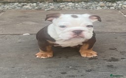 English Bulldog dogs for sale: Stunning New England Bulldogs! Ready for new home - Image 17