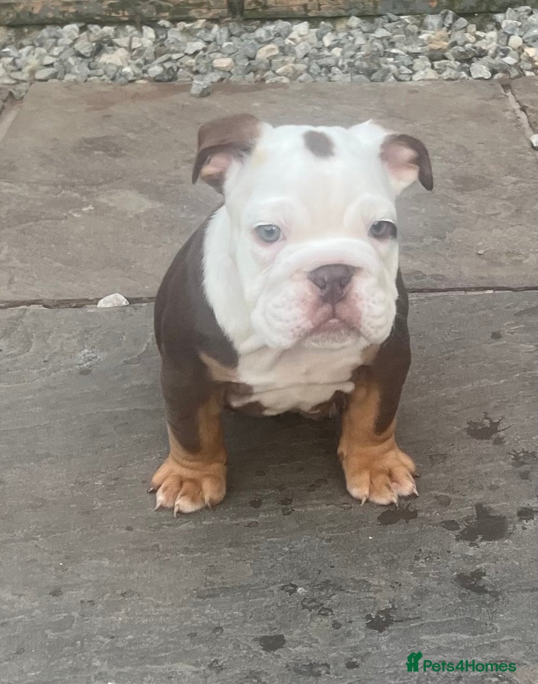 English Bulldog dogs for sale: Stunning New England Bulldogs! Ready for new home - Image 17