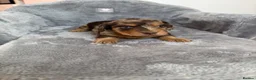 Miniature Dachshund dogs for sale: 5* KC Champion Blood Miniature Long Hair Dachshund - Advert 13