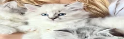 British Longhair cats for sale: British Longhair little kittens  - Advert 7