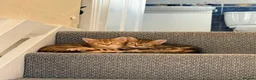 Mixed Breed cats for sale: Lilac x Tabby Kittens Bengal Style Female Pair - Advert 4