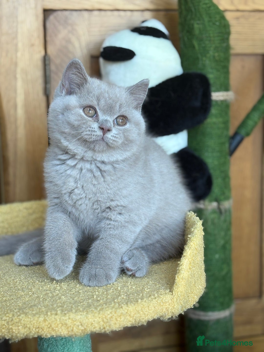 British Shorthair cats for sale: Solid Gccf lilac boy  - Image 3