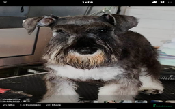 Miniature Schnauzer dogs for sale: Black/Silver & Pepper/Salt male /females - Image 6