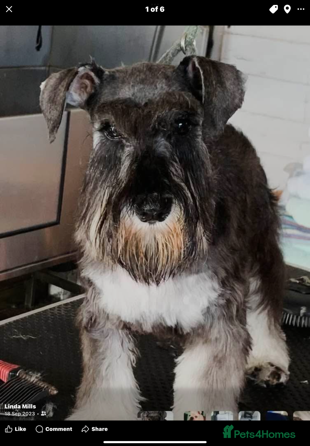 Miniature Schnauzer dogs for sale: Black/Silver & Pepper/Salt male /females - Image 6