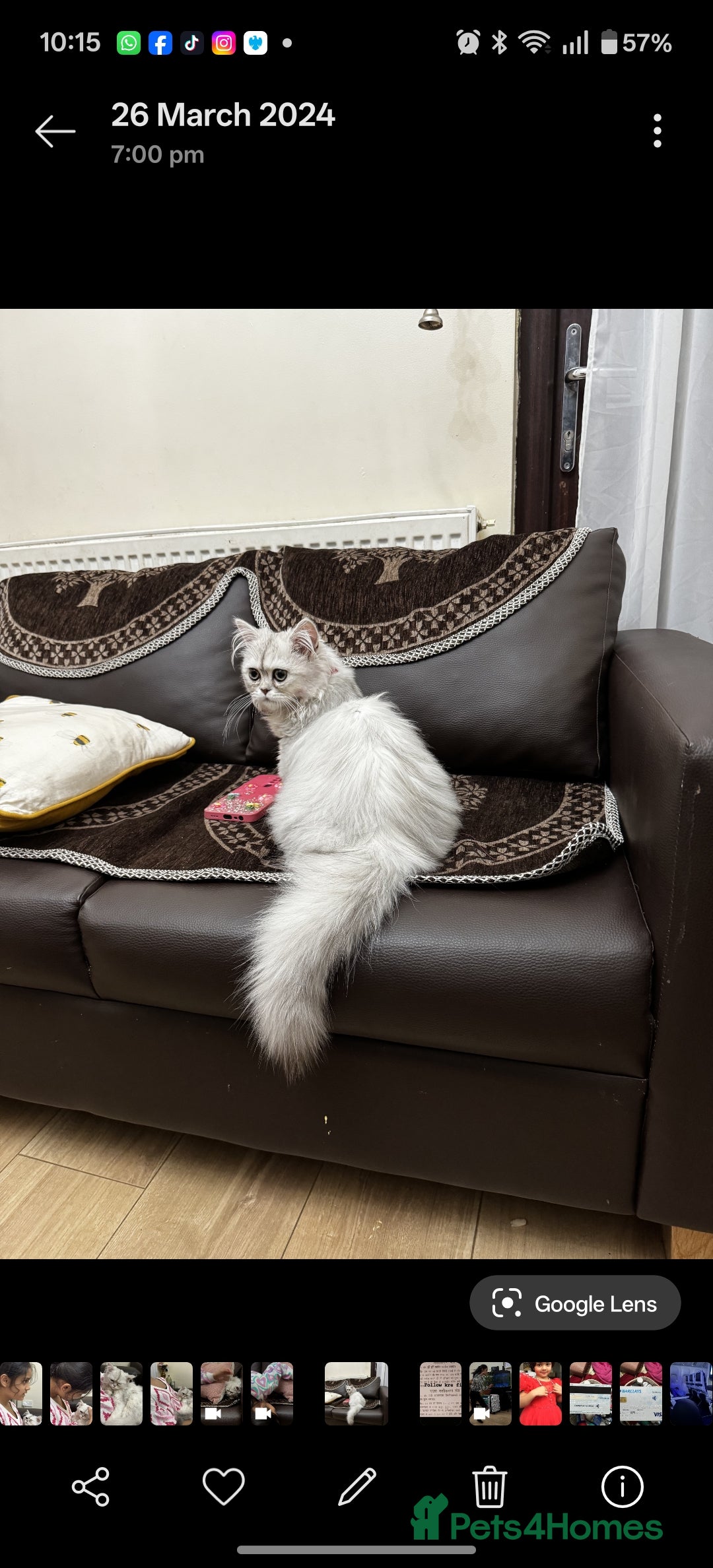 Persian cats for sale: Angel  - Advert 4