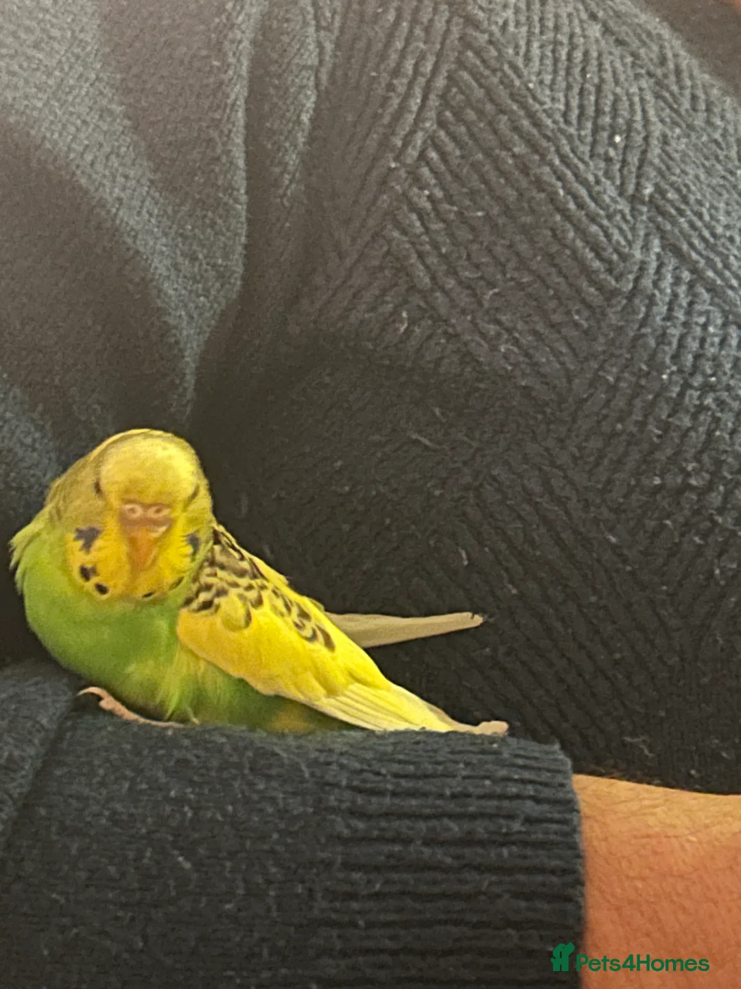 Budgerigars birds for sale: Exhibition BUDGIES - BEAUTIFUL!   - Advert 7