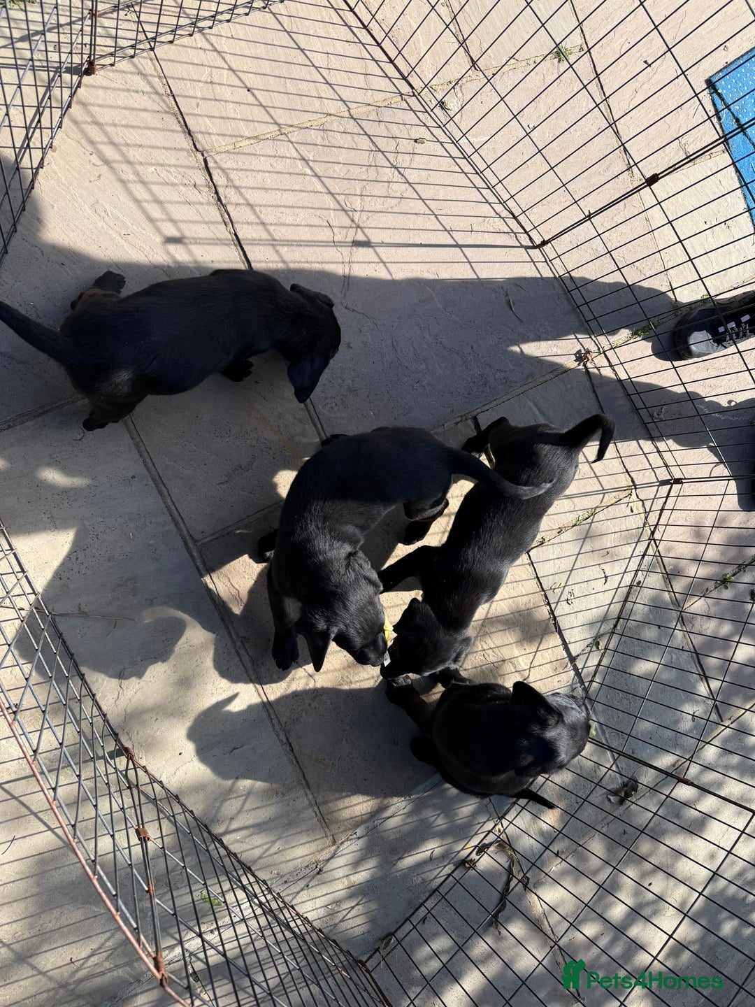Labrador Retriever dogs for sale: Stunning black Labrador puppies  - Image 7