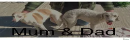 Mixed Breed dogs for sale: Bedlington X Whippet (Whiplingtons) - Advert 2