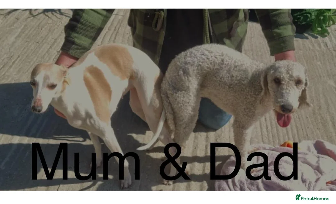 Mixed Breed dogs for sale: Bedlington X Whippet (Whiplingtons) - Advert 2