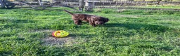 Goldendoodle dogs for sale: Gorgeous Goldendoodle males - ready now! in Taunton - Advert 15