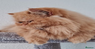 Persian cats - Advert 7