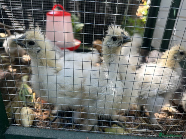 Chickens poultry in London - Advert 16