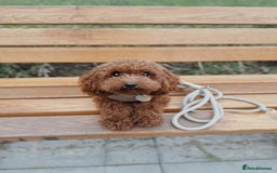 Toy Poodle dogs for sale: Cute Toy Poodle for rehome - Image 3