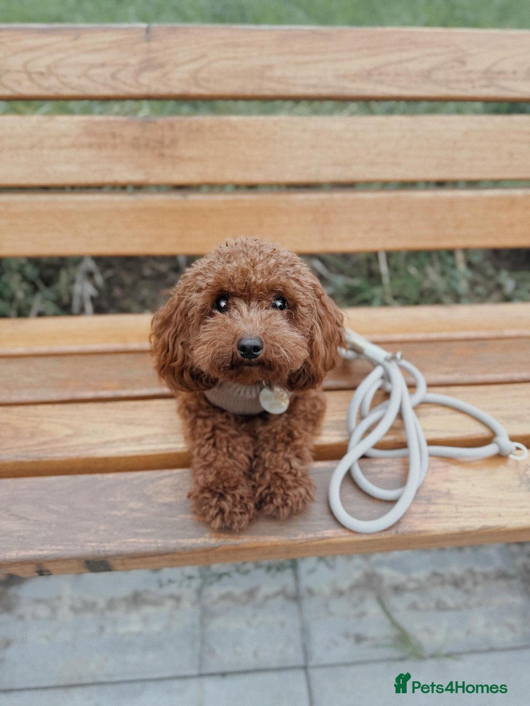 Toy Poodle dogs for sale: Cute Toy Poodle for rehome - Image 3