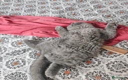 British Shorthair cats for sale: British shorthaired kittens for sale - Image 9