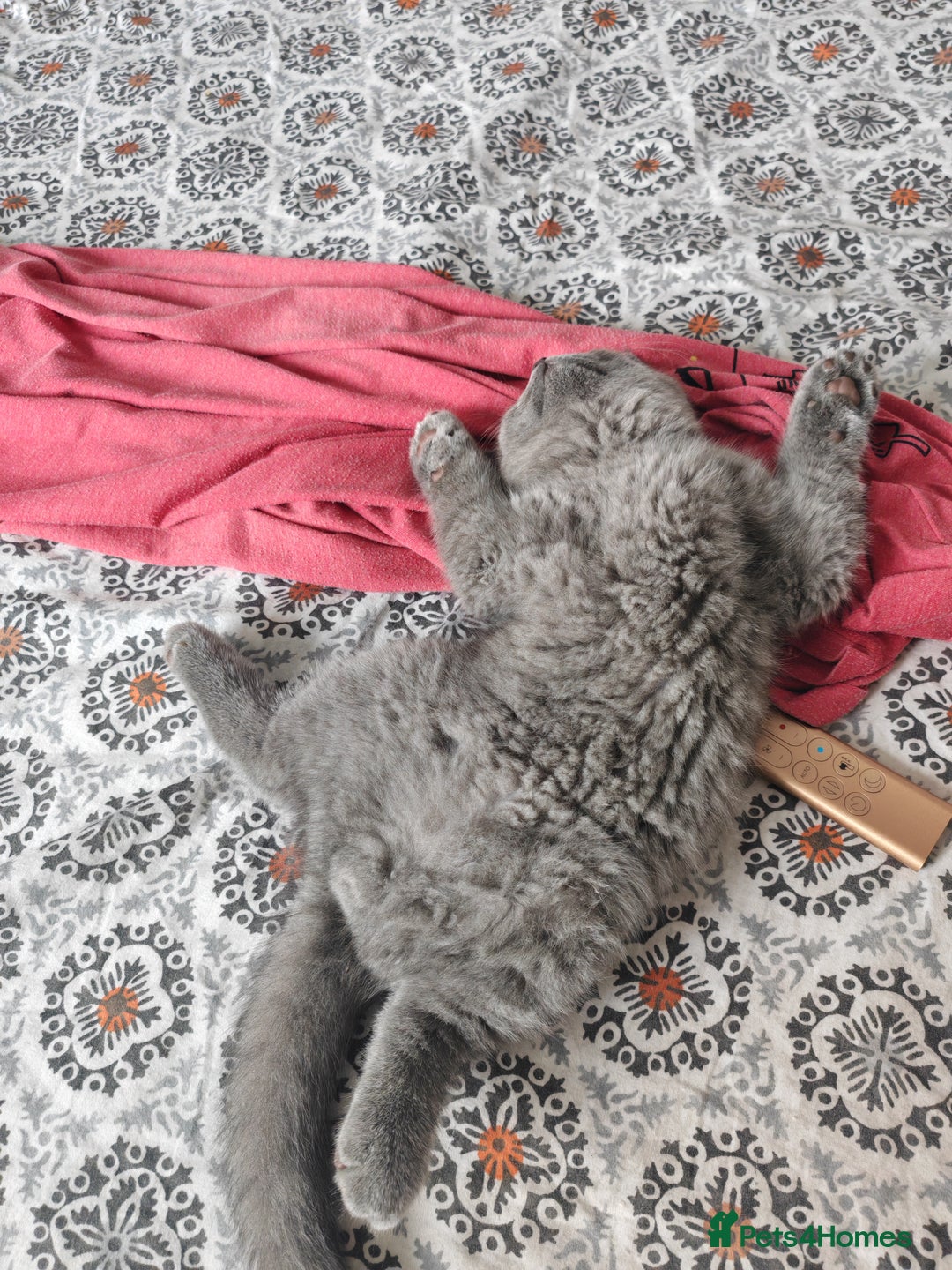 British Shorthair cats for sale: British shorthaired kittens for sale - Image 9