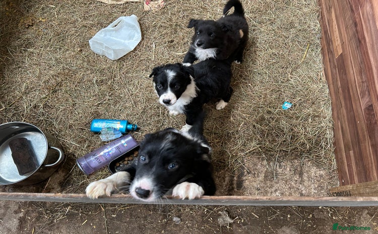 Border Collie dogs - Advert 1