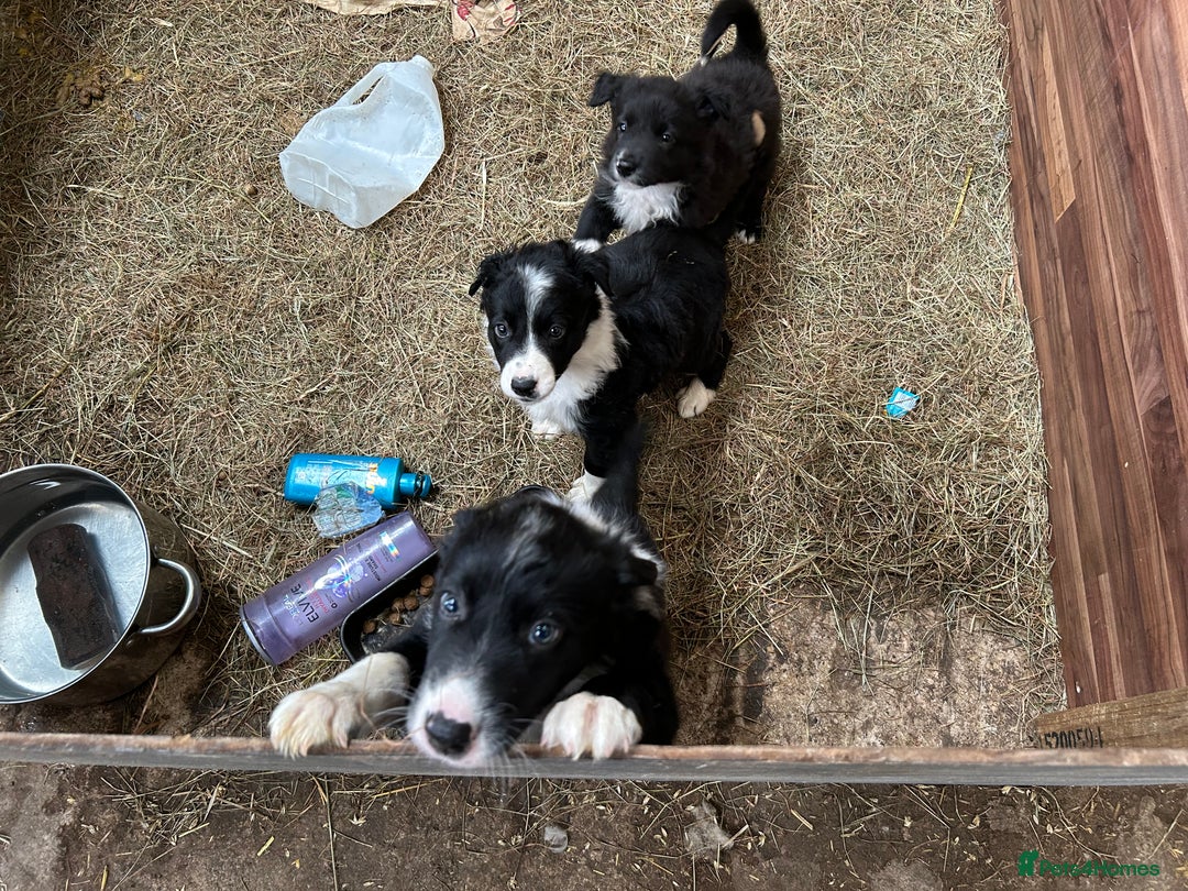 Border Collie dogs for sale: Border Collie Puppies for sale - Image 1