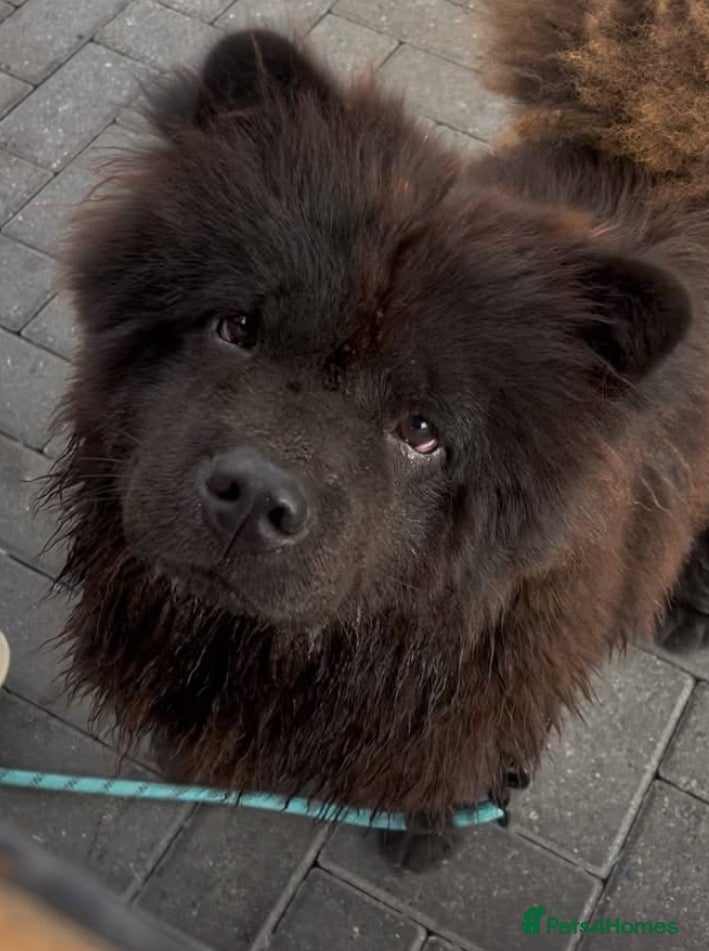 Chow Chow dogs FEMALE CHOW CHOW. - Advert 13