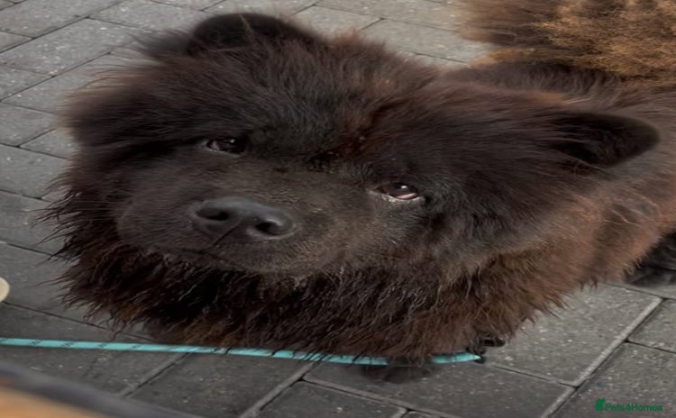 Chow Chow dogs - Advert 1