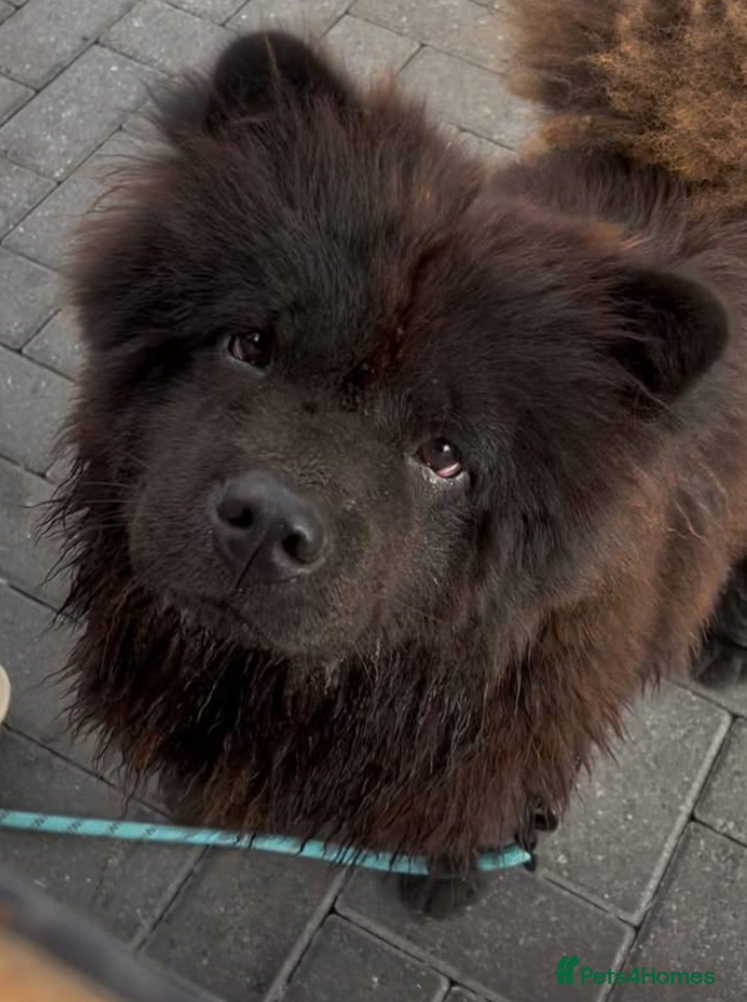 Chow Chow dogs for sale: FEMALE CHOW CHOW. - Image 1