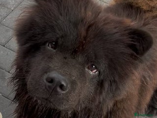 Chow Chow dogs - Advert 7