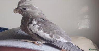 Cockatiels birds in Worthing - Advert 10