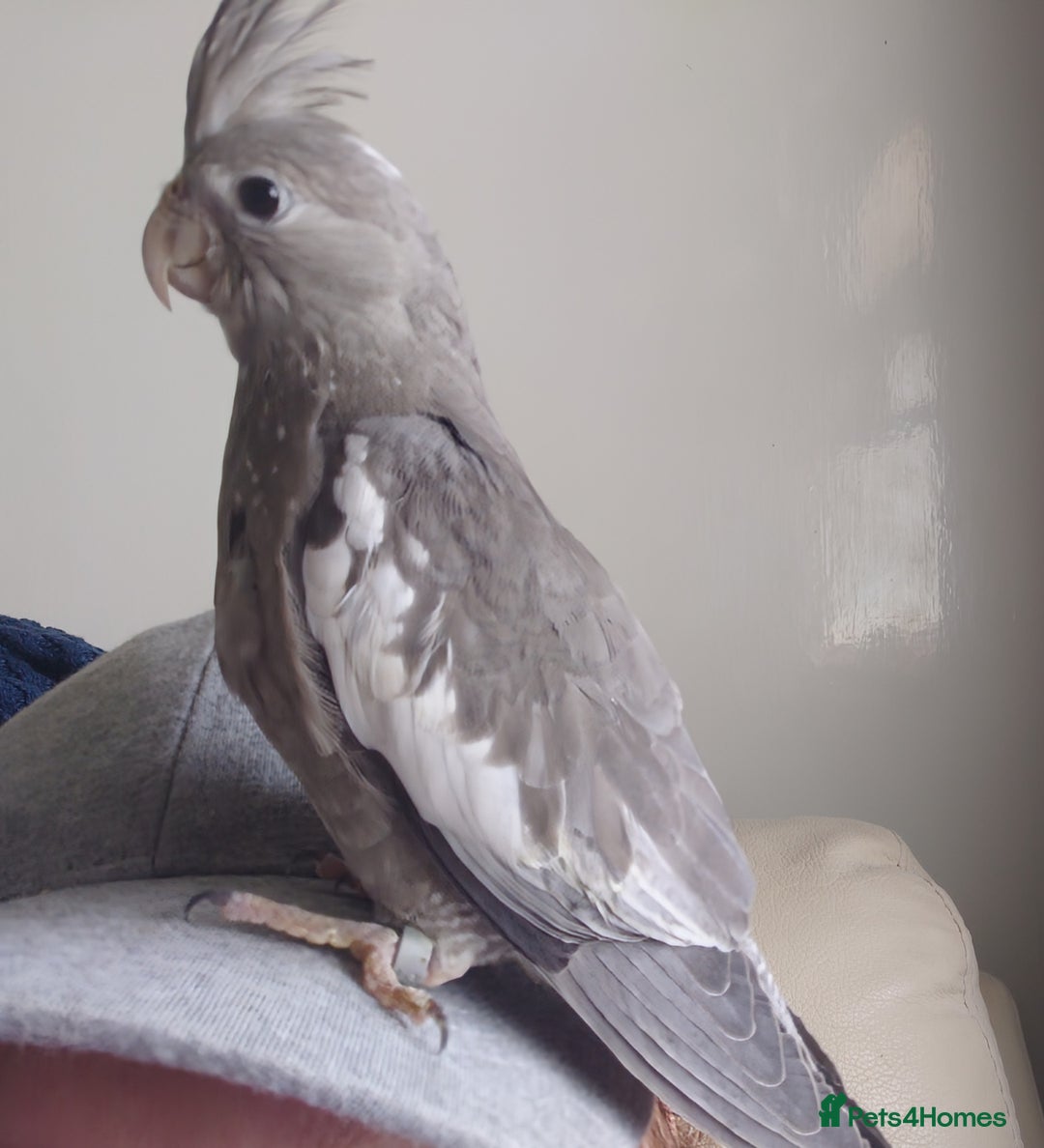 Cockatiels birds for sale: Hand reared semi tame DNA sexed baby cockatiel  in Worthing - Image 2