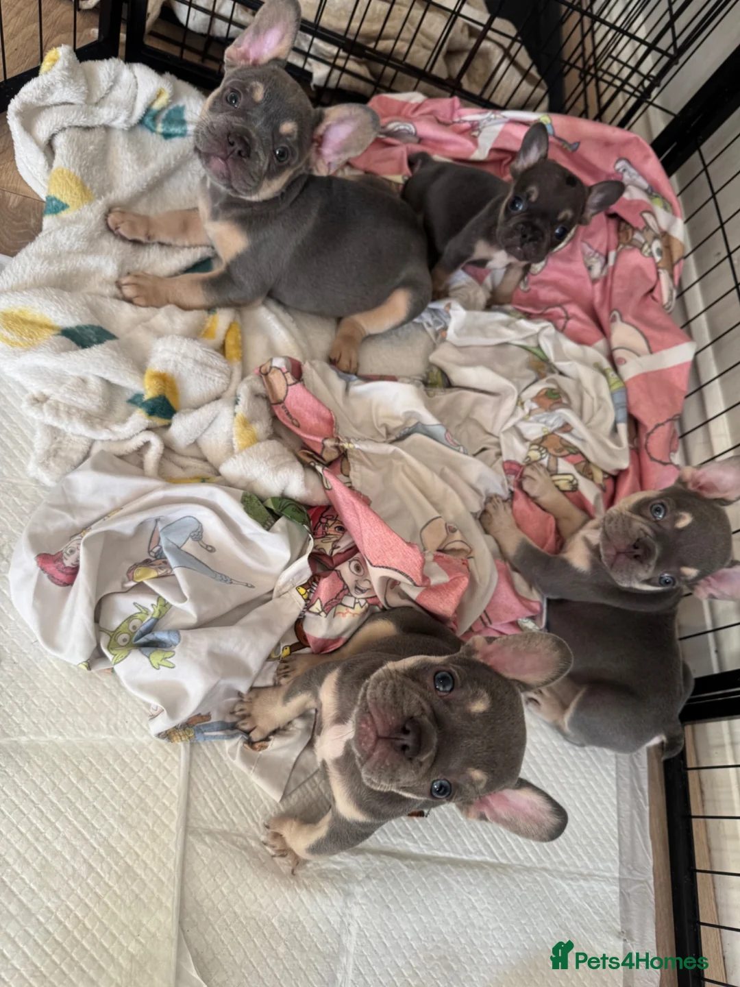 French Bulldog dogs for sale: Lilac and tan French bulldogs 2x boy 2x girl  in Tarporley - Advert 11