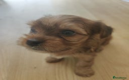 Yorkshire Terrier dogs for sale: Yorkshire terrier puppies  - Image 10