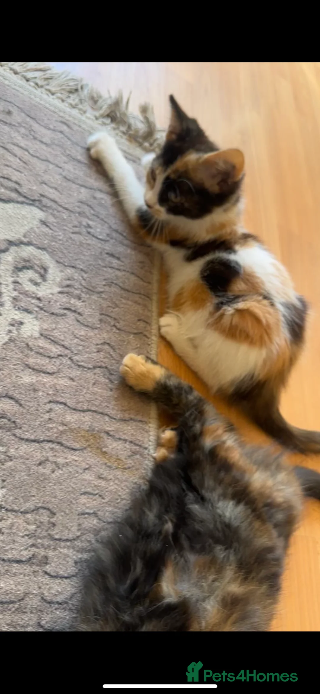 Ragdoll cats for sale: Beautiful mixed kittens for sale! - Advert 2