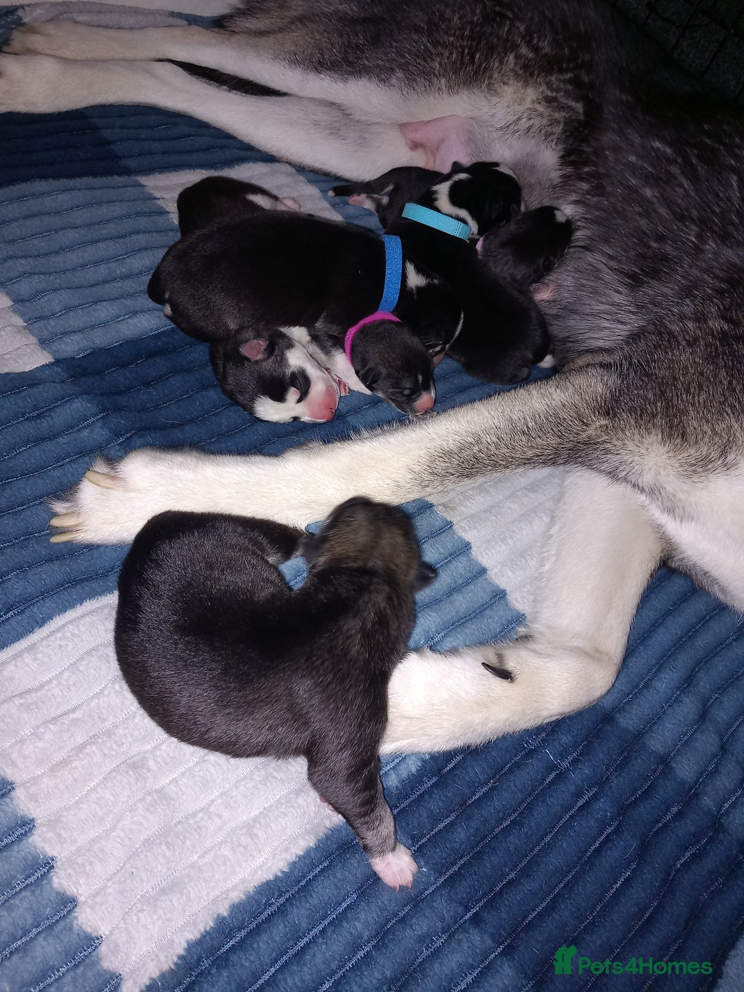 Siberian Husky dogs for sale: Husky  - Image 2