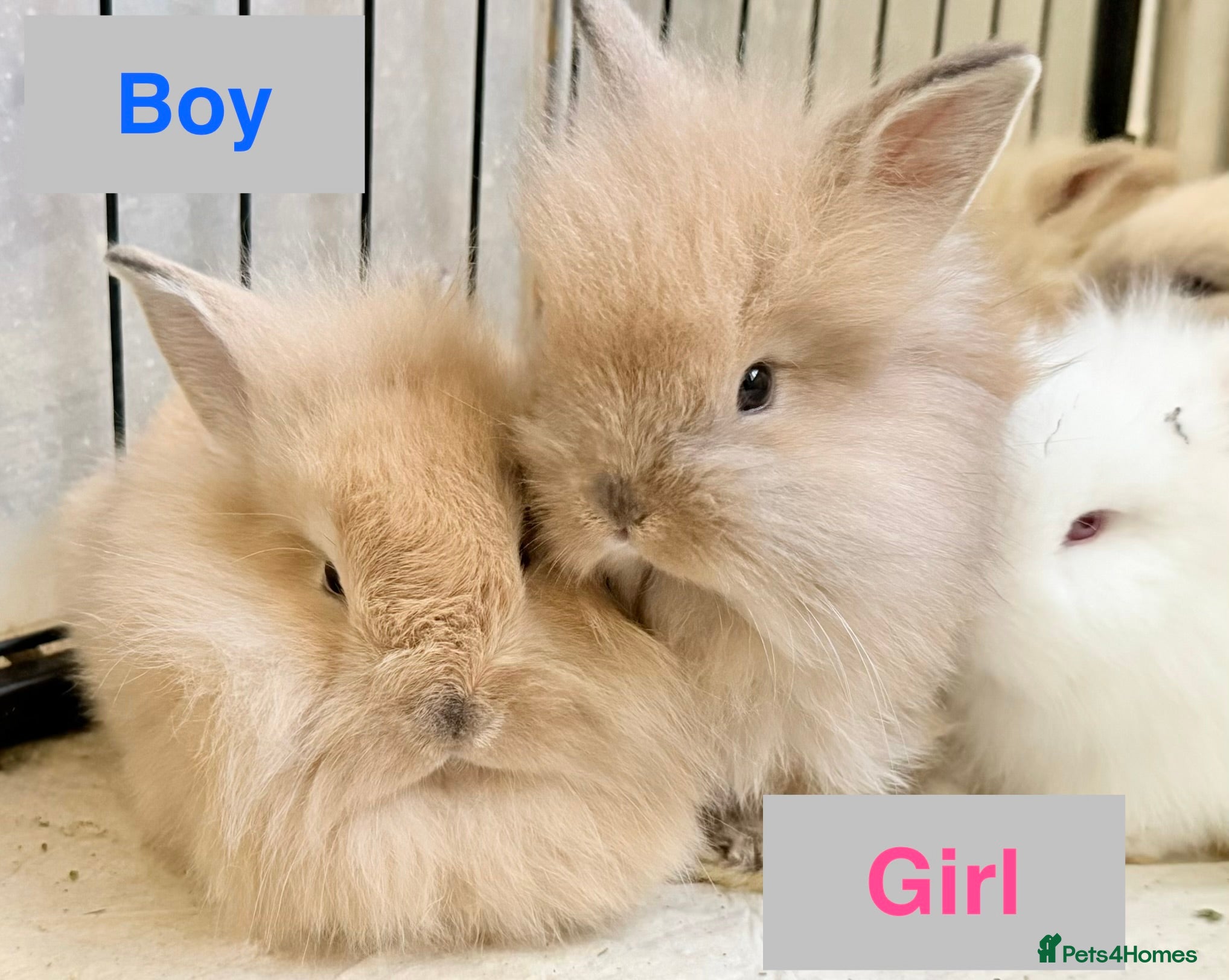 Lionhead rabbits Double Maned Lionheads - READY NOW - Advert 6