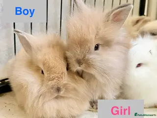 Lionhead rabbits Double Maned Lionheads - READY NOW - Advert 5