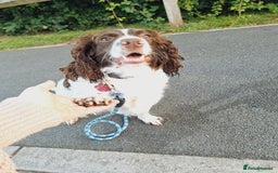 Sprocker dogs for sale: two year old sprocker looking for a loving home - Image 3