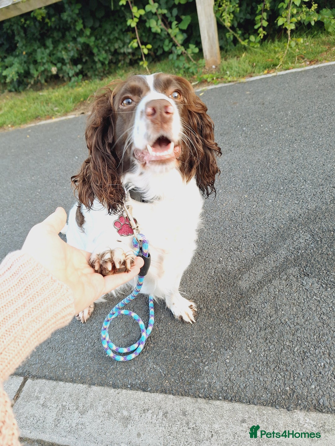 Sprocker dogs for sale: two year old sprocker looking for a loving home - Image 3