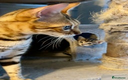 Bengal cats for sale: Beatiful bengal kittens.  - Image 3