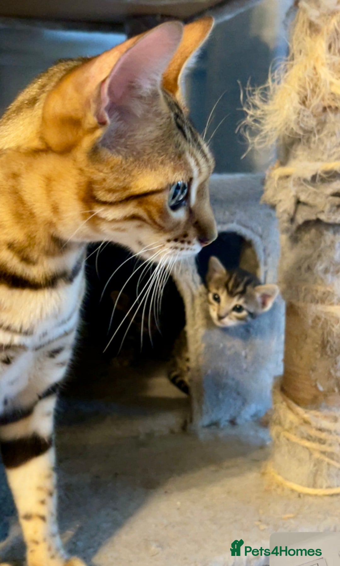 Bengal cats for sale: Beatiful bengal kittens.  - Image 3