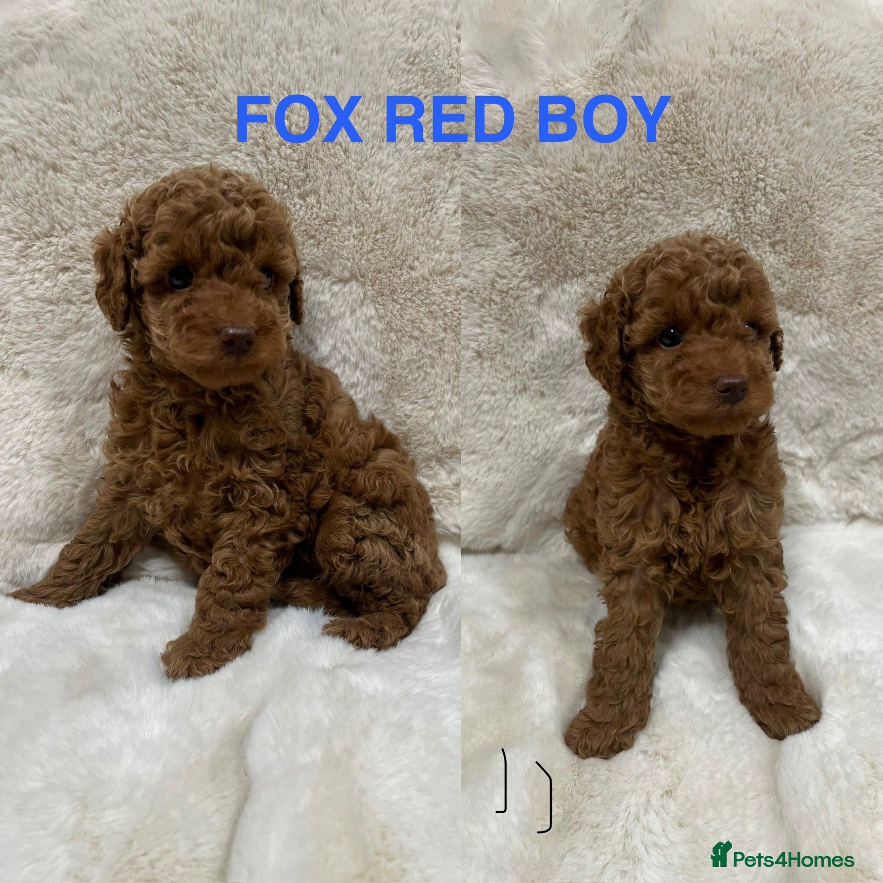 Cavapoochon dogs CAVAPOOCHON PUPPY FOX RED BOY HEALTH TESTED - Advert 1